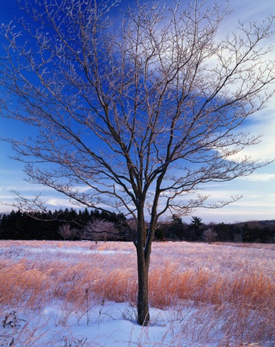 Frozen Dogwood, Chester, NJ Highlands, Morris County, NJ (MF).jpg